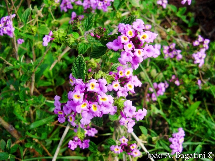 Lantana fucata