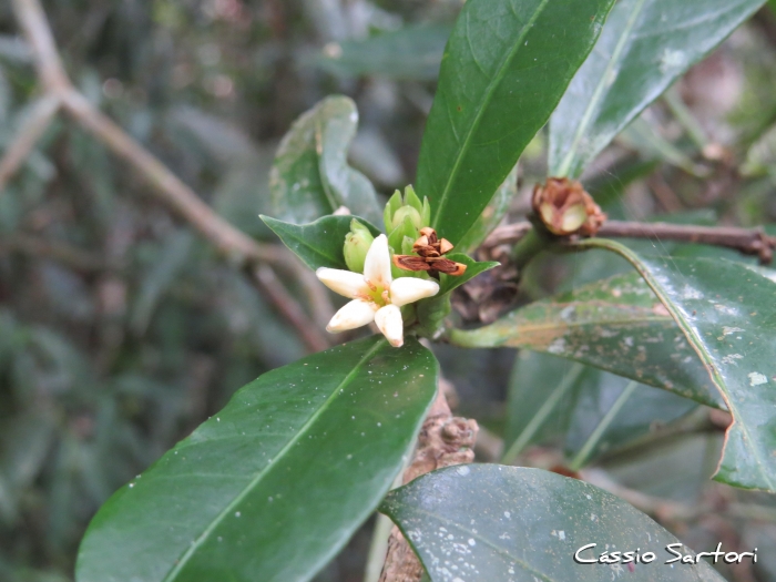 Psychotria laciniata