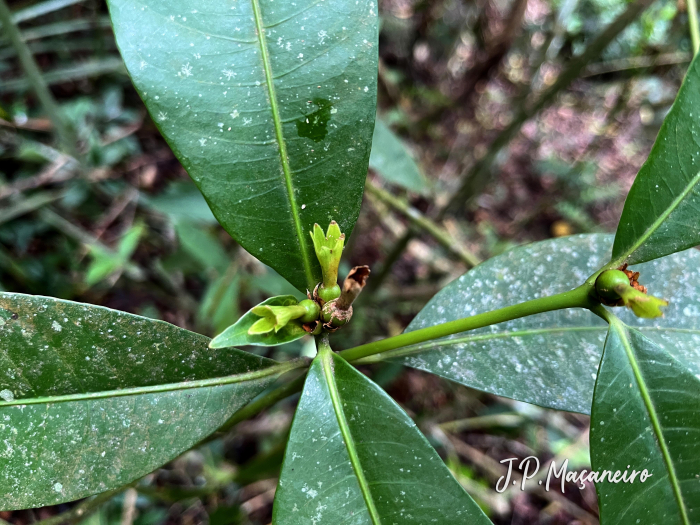 Psychotria laciniata