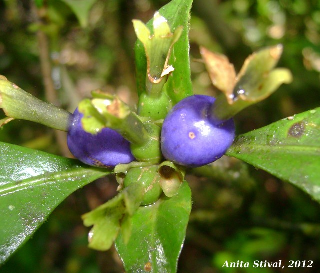 Psychotria laciniata