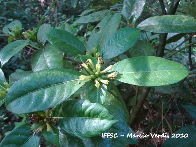 Psychotria laciniata