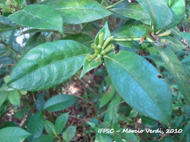 Psychotria laciniata