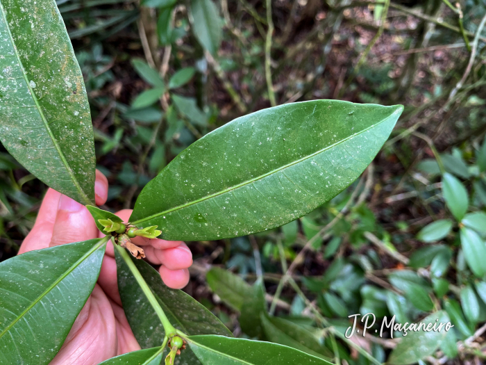 Psychotria laciniata