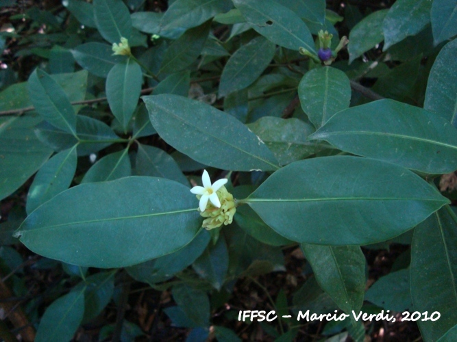 Psychotria laciniata