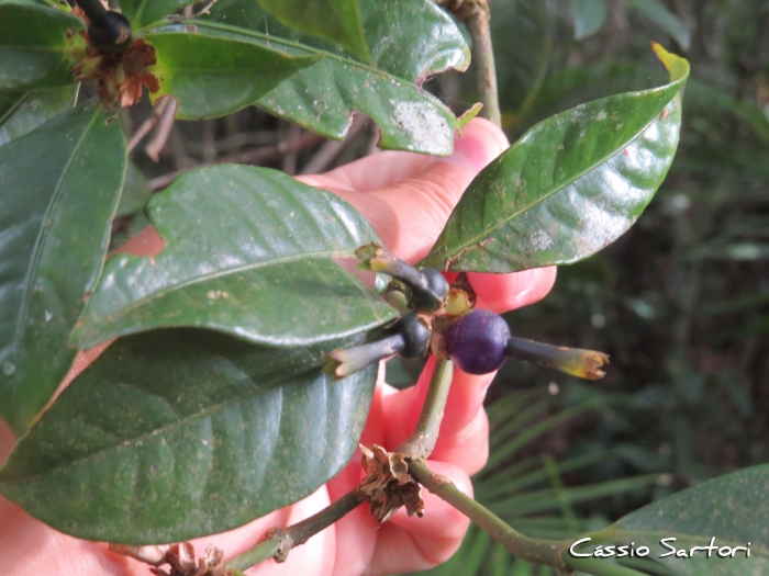 Psychotria laciniata