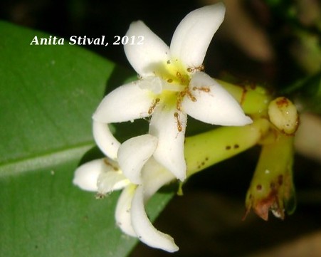 Psychotria laciniata