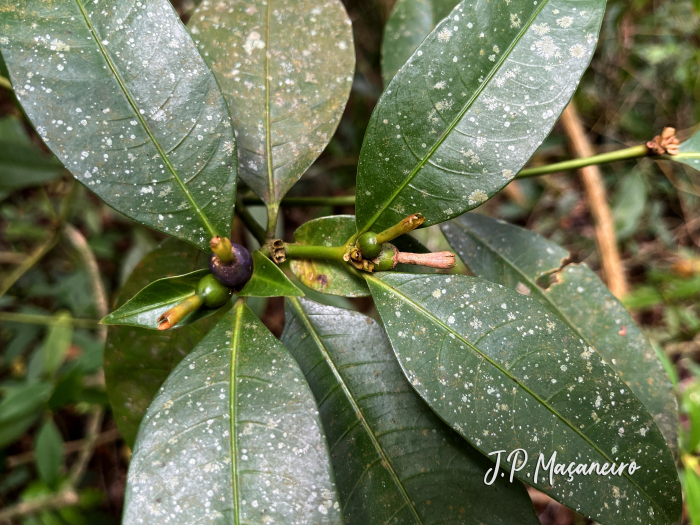 Psychotria laciniata
