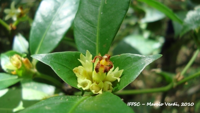 Psychotria laciniata