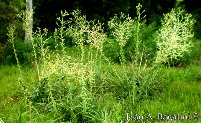 Eryngium horridum