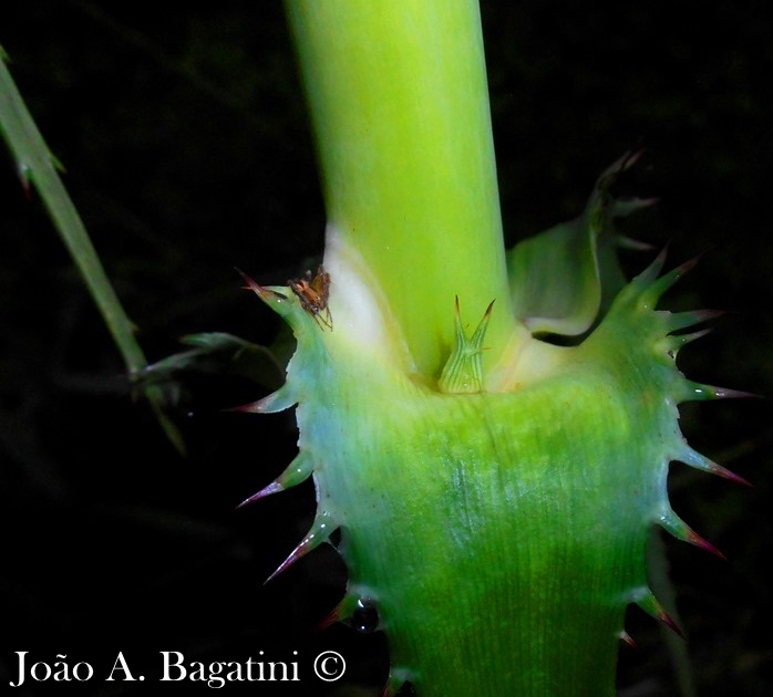 Eryngium horridum