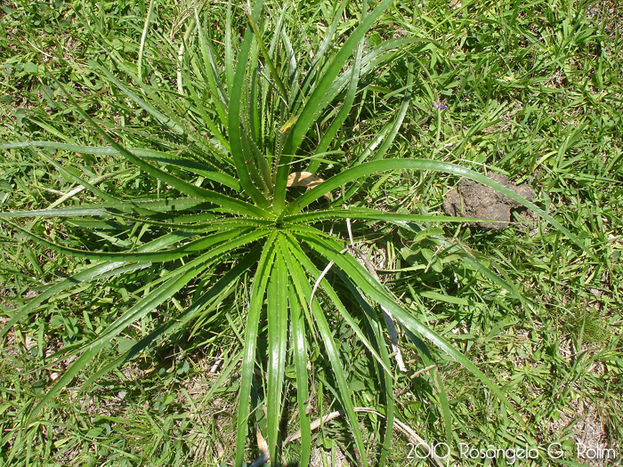 Eryngium horridum