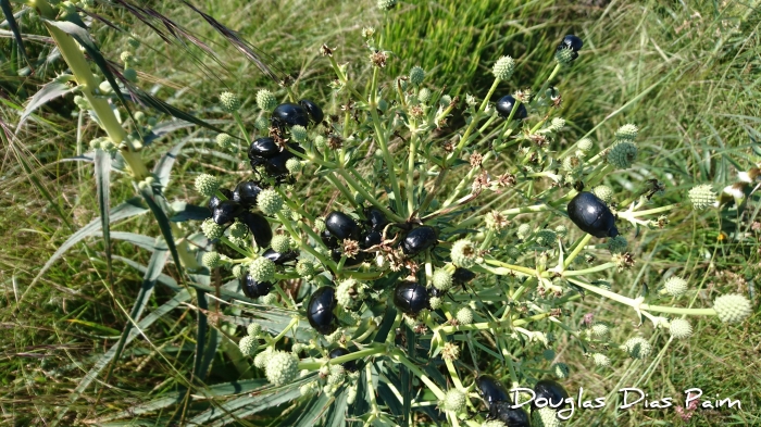 Eryngium horridum