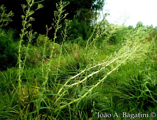 Eryngium horridum