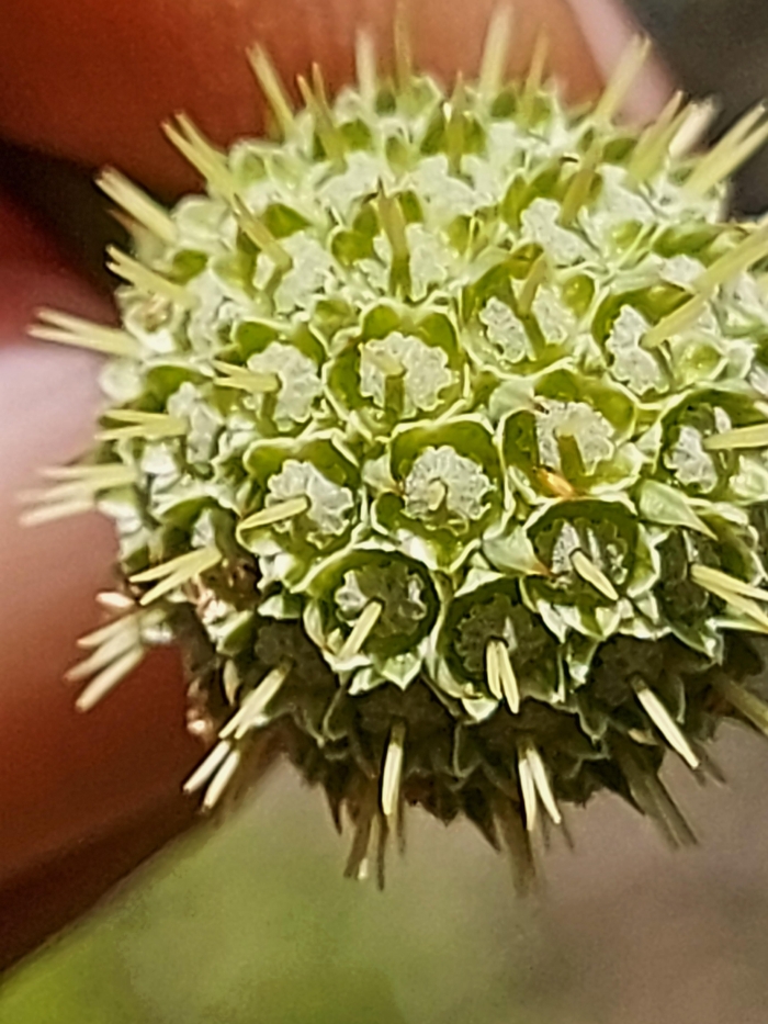 Eryngium horridum