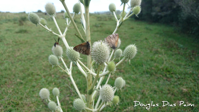 Eryngium horridum