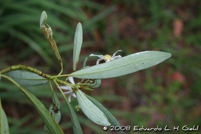 Drimys angustifolia