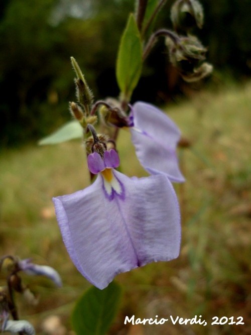 Hybanthus bicolor