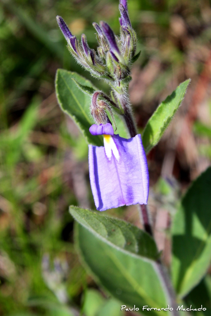 Hybanthus bicolor