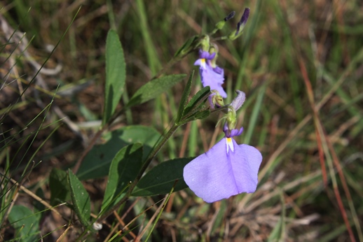 Hybanthus bicolor