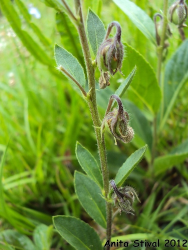 Hybanthus bicolor