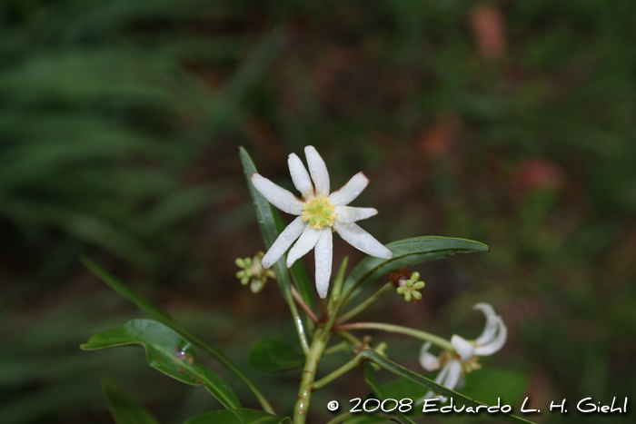 Drimys angustifolia