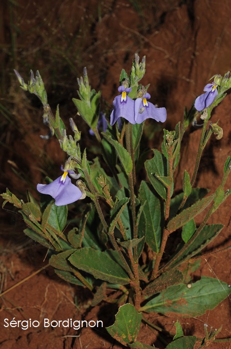 Hybanthus bicolor