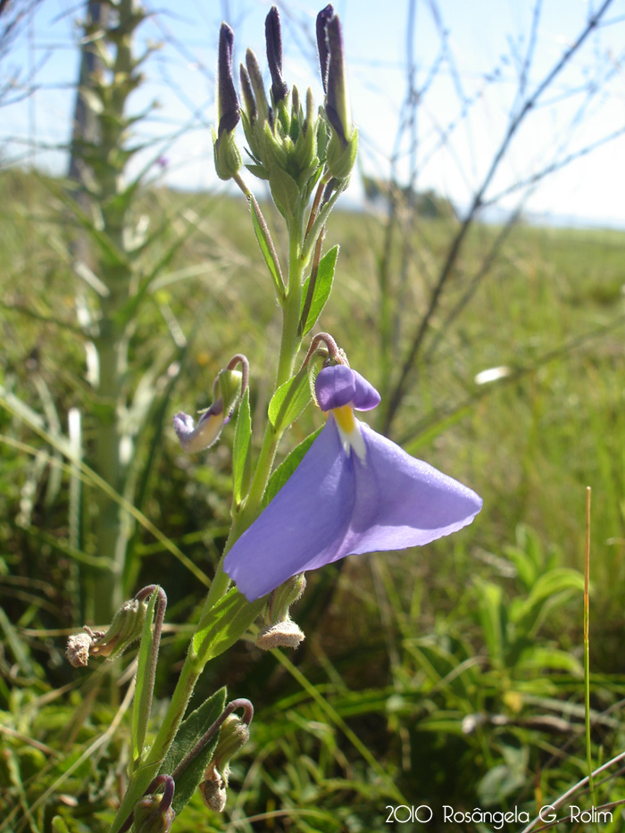 Hybanthus bicolor