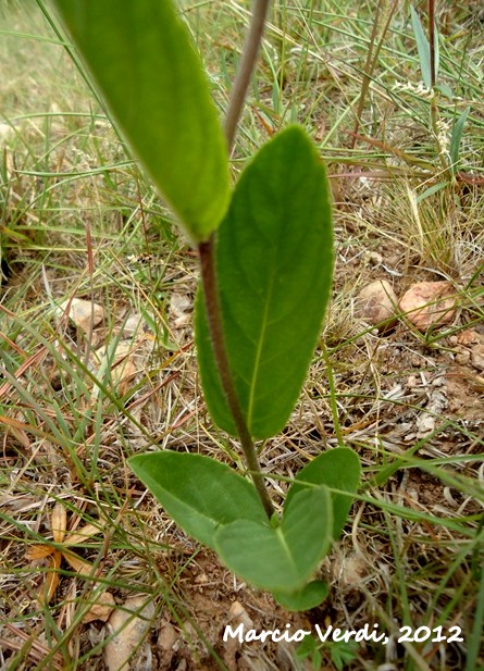Hybanthus bicolor