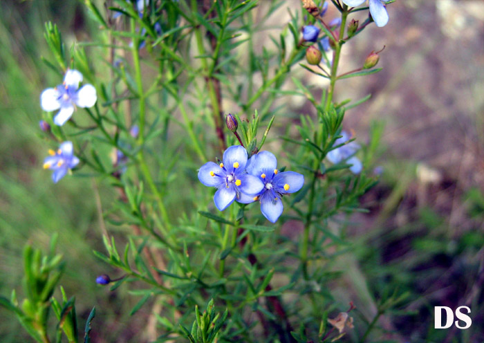 Scoparia ericacea