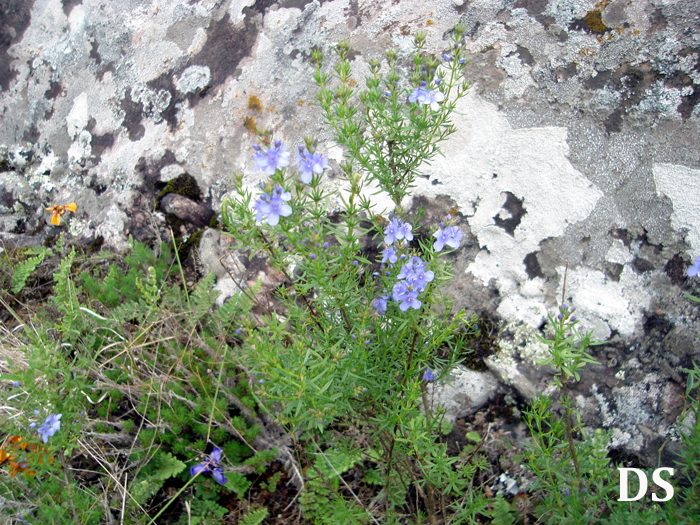 Scoparia ericacea