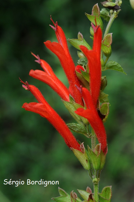 Salvia regnelliana