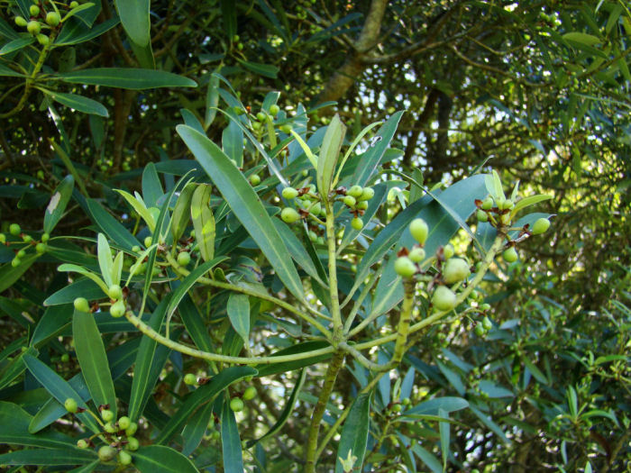 Drimys angustifolia