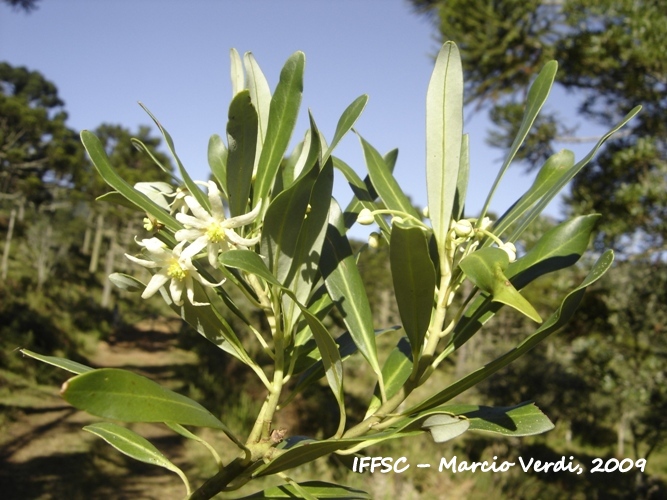 Drimys angustifolia