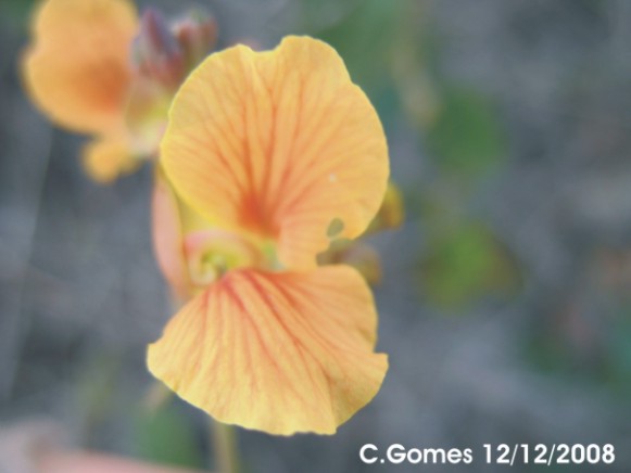 Macroptilium heterophyllum