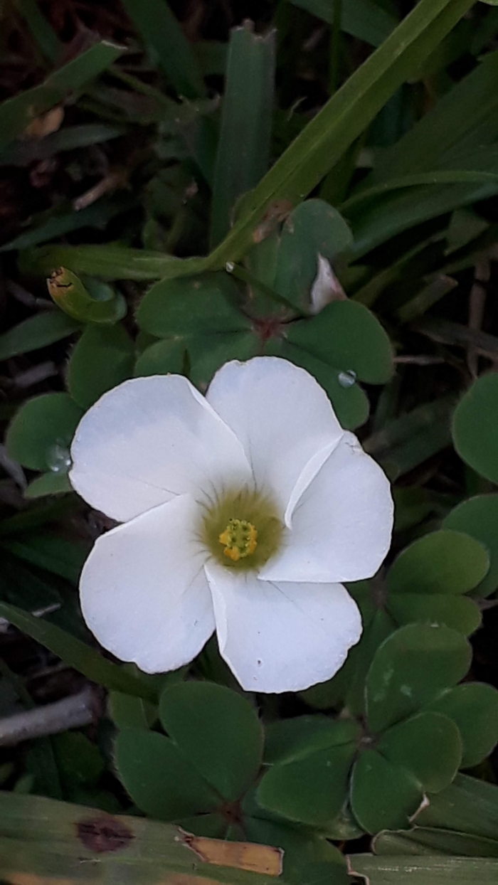 Oxalis sellowiana