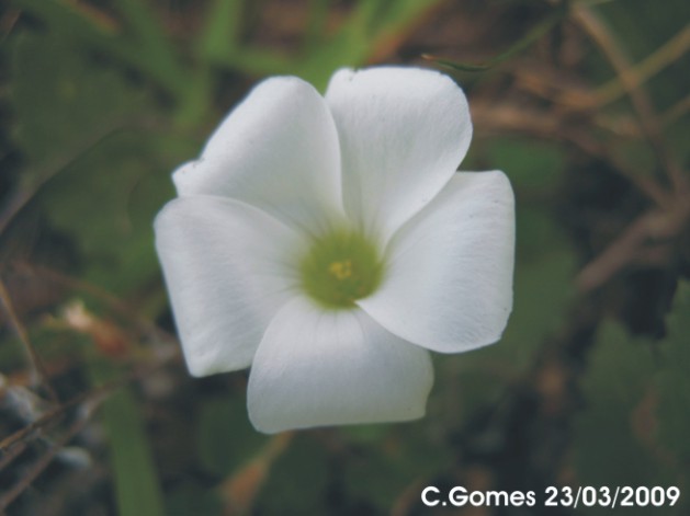 Oxalis sellowiana