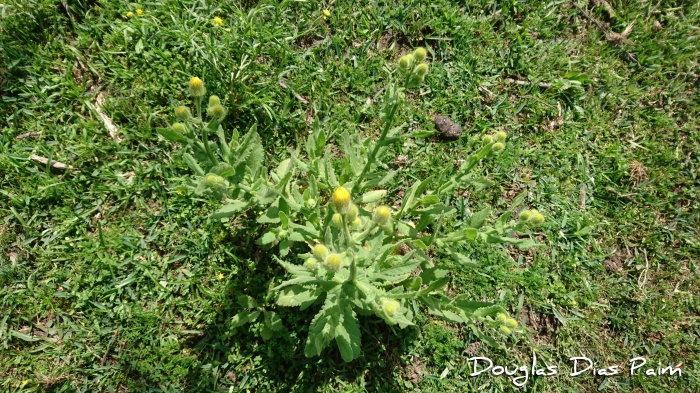 Senecio selloi