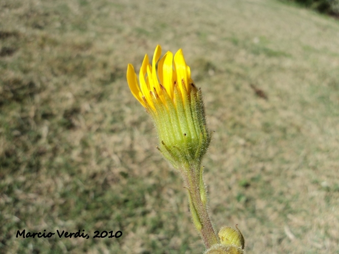 Senecio selloi