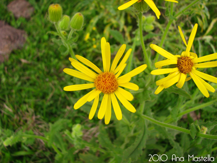 Senecio selloi