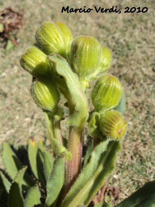 Senecio selloi