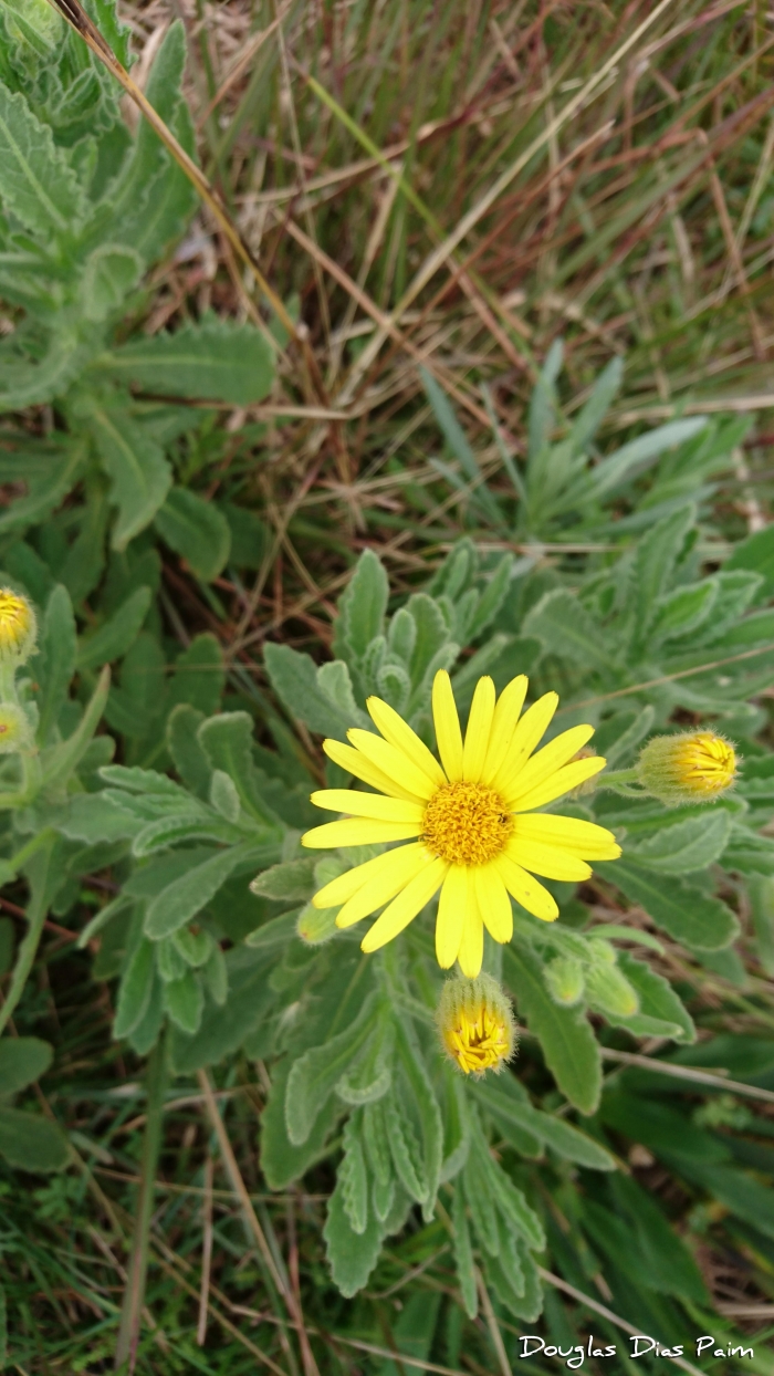 Senecio selloi