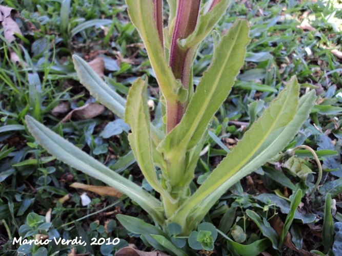 Senecio selloi