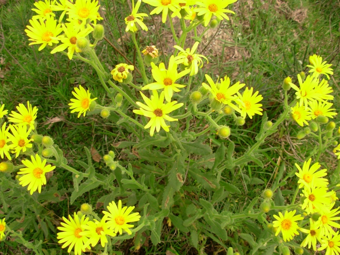 Senecio selloi