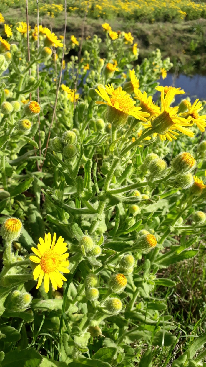 Senecio selloi