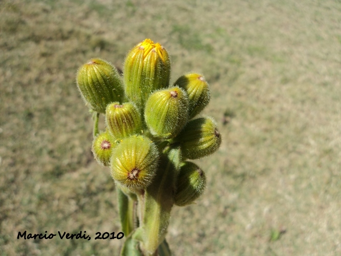 Senecio selloi