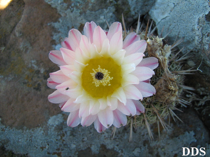 Parodia mueller-melchersii