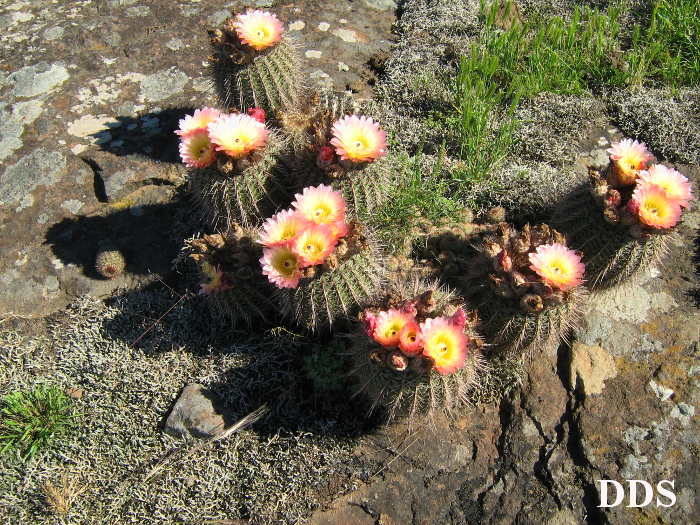 Parodia mueller-melchersii