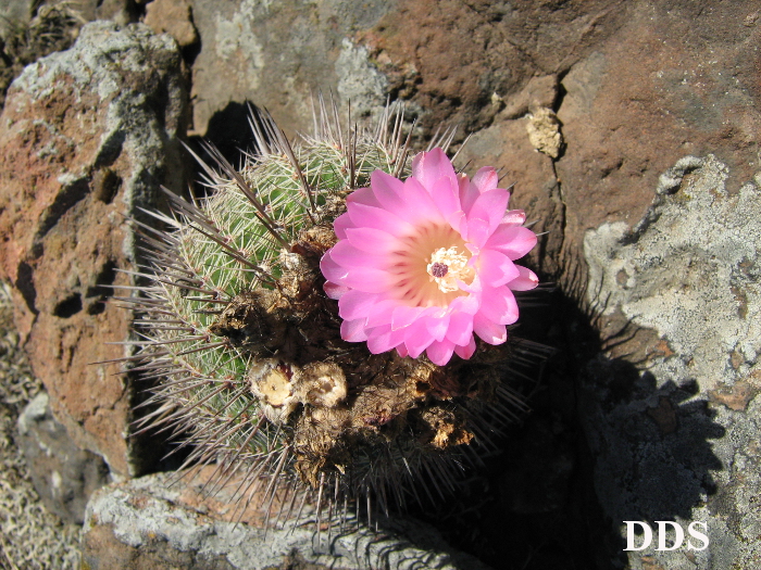 Parodia mueller-melchersii