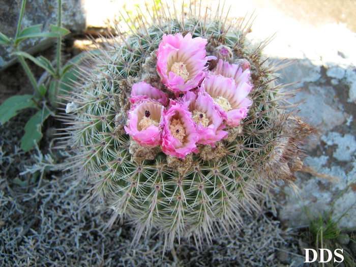 Parodia mueller-melchersii