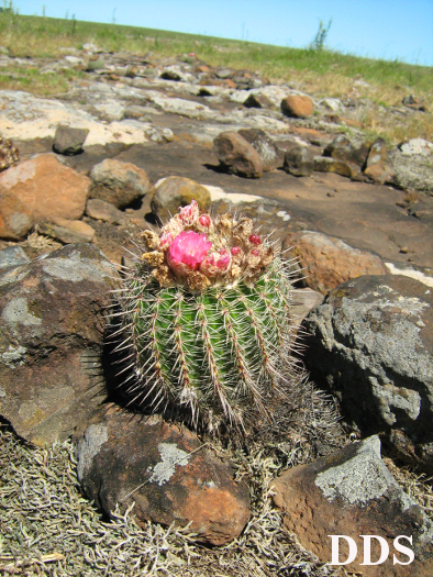 Parodia mueller-melchersii